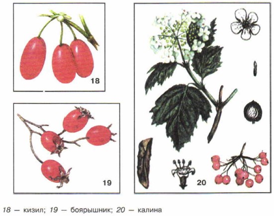 ����� ��������� (���������)