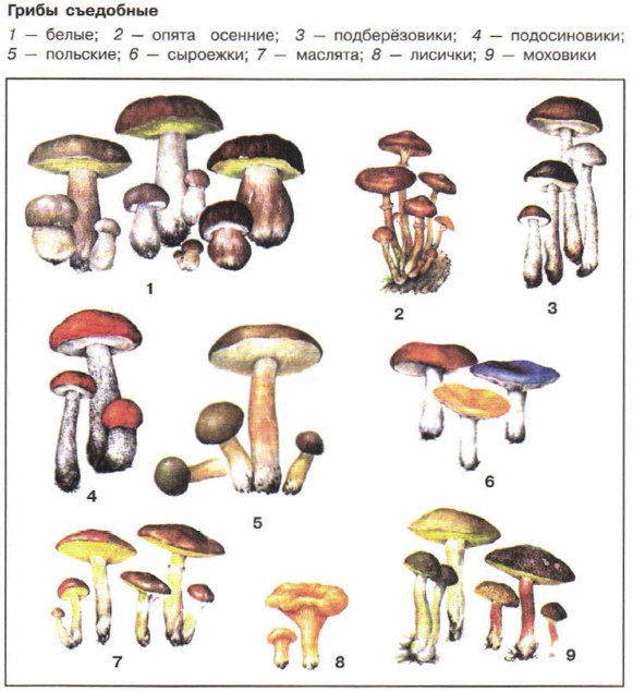 ����� ���������