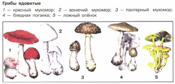 ����� ��������