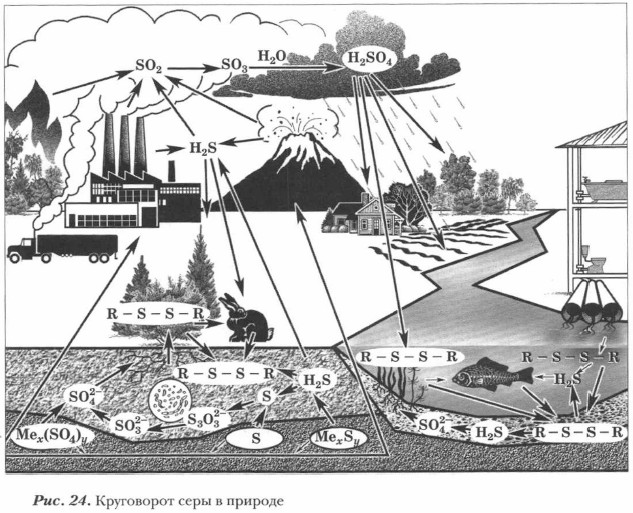 Круговорот серы в природе