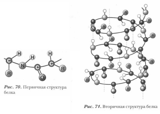 Структура белка