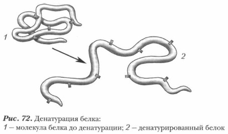 Денатурация белка